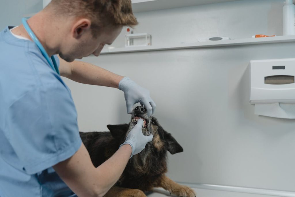 A veterinarian examines a dogs teeth, showcasing pet healthcare and dental check-up in a clinic setting.