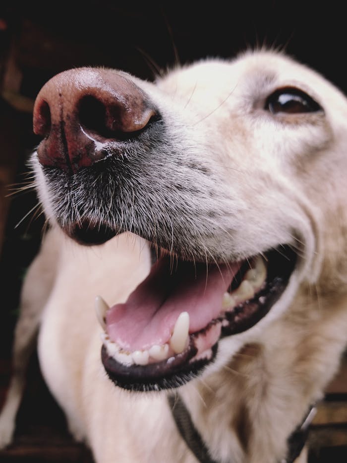 Adorable close-up of a happy golden retriever with its tongue out.