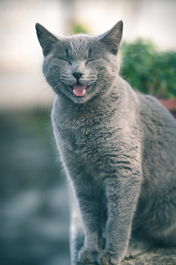 A cheerful gray cat with closed eyes sits outdoors, showing a blissful expression.